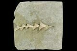 Archimedes Screw Bryozoan Fossil - Illinois #130225-1